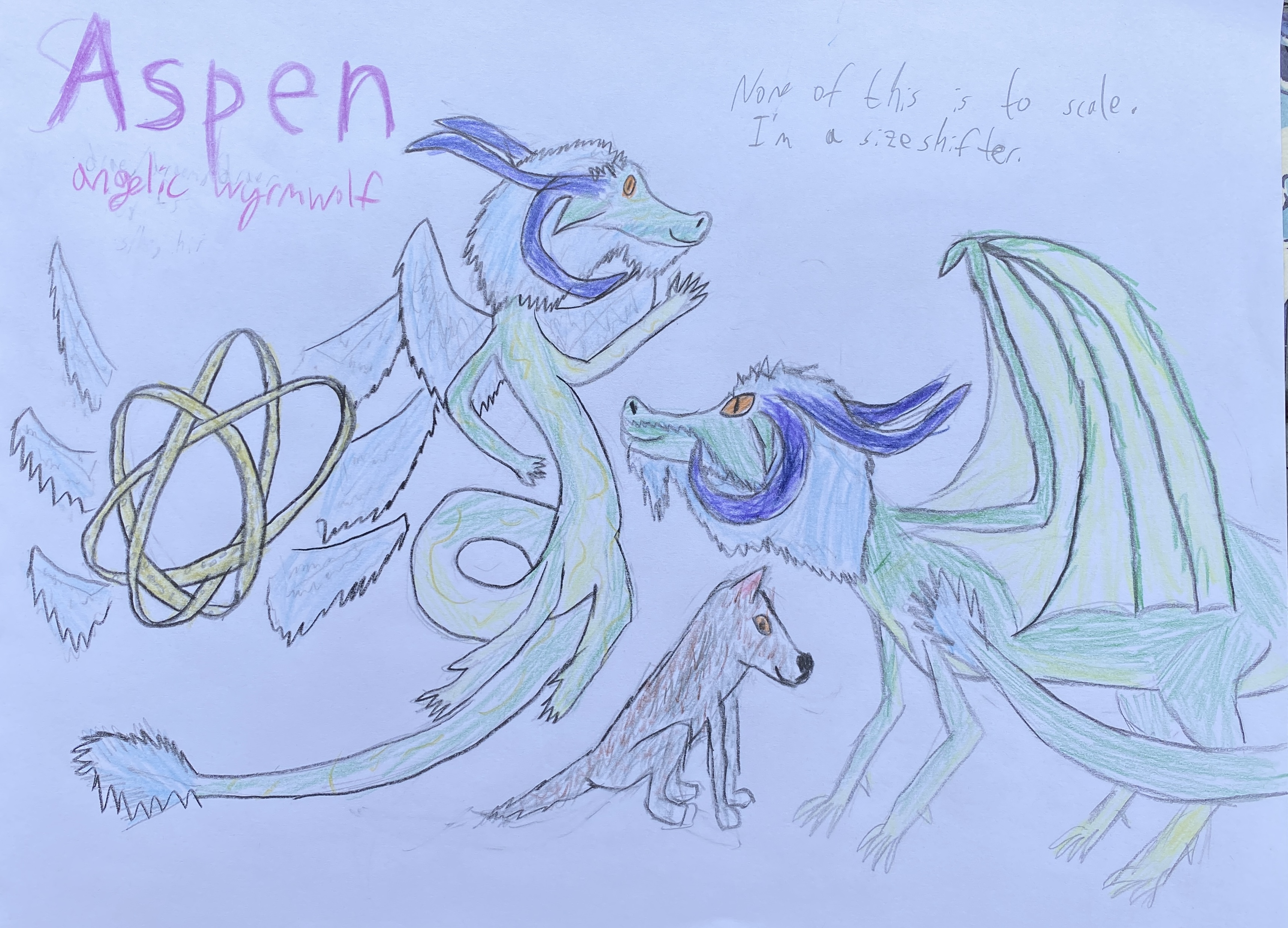 A sketch of four creatures, labeled “Aspen / angelic wyrmwolf”. The first creature is an angel composed of three gold rings and six sky-blue wings. Its rings are arranged in a Borromean, or braid-like, configuration. The second is a green serpentine dragon with wings like the angel's, two pairs of dark purple horns, a sky-blue mane, and orange eyes. The third is a green carnivorid dragon with bat-like wings, two pairs of dark purple horns, a sky-blue mane, and orange eyes. The fourth is a brown and gray wolf with orange eyes. A note in the corner reads, “None of this is to scale. I'm a sizeshifter.”