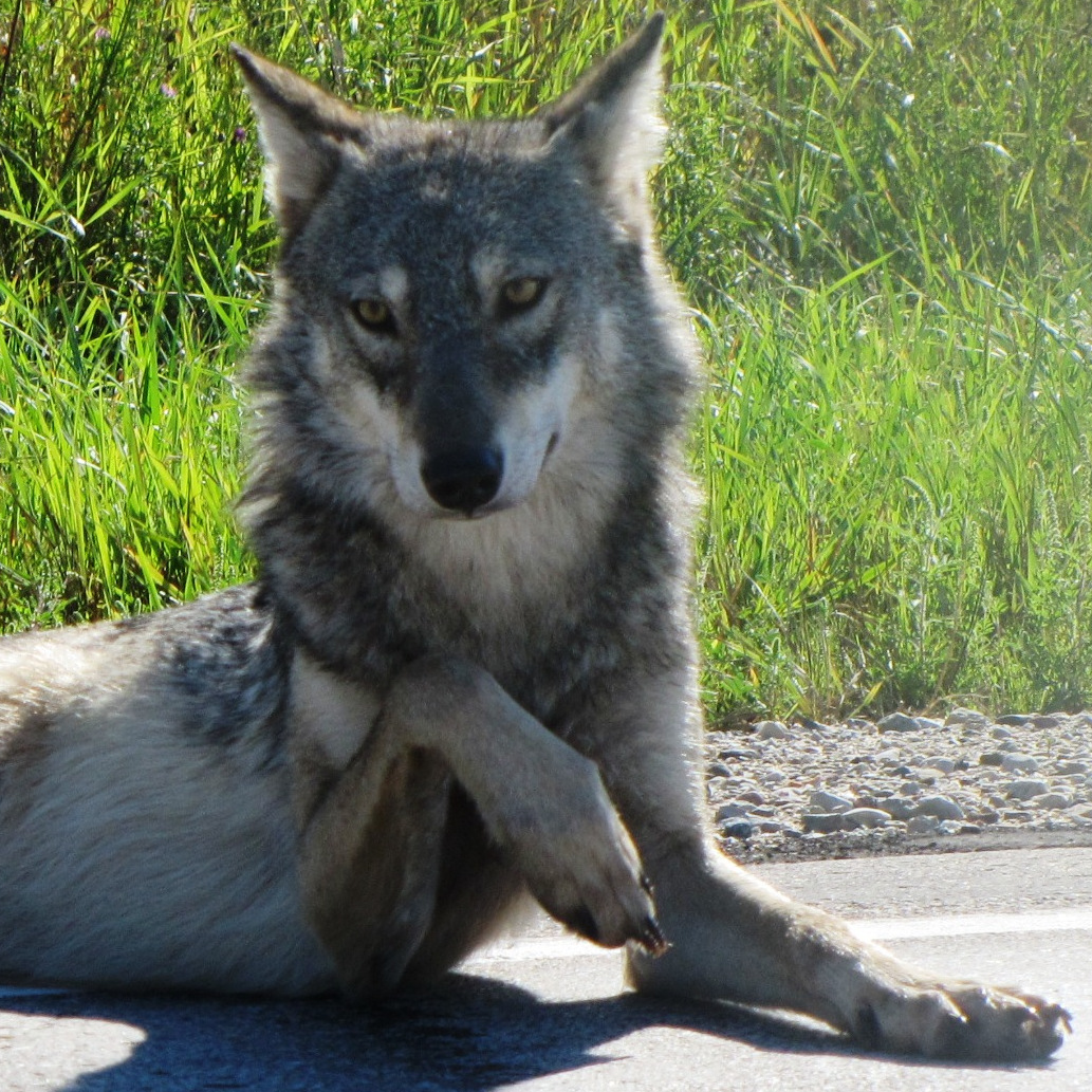 A photo of a wolf lounging on its side.